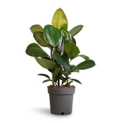 Ficus Elastica Robusta - Rubber Plant -HousePlants Shop Ficus elastica Robusta Rubber Plant 19x70cm
