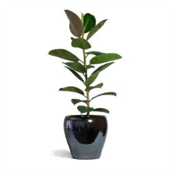 Ficus Elastica Robusta - Rubber Plant -HousePlants Shop Ficus elastica Robusta Rubber Plant 21x60cm Amora Plant Pot Anthracite Mirror 32x32cm 2 5538f688 c151 4588 a62e ed4ce4bb03ec