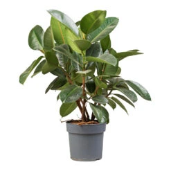 Ficus Elastica Robusta - Rubber Plant -HousePlants Shop Ficus elastica Robusta Rubber Plant 21x70cm 2