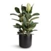 Ficus Elastica Robusta - Rubber Plant -HousePlants Shop Ficus elastica Robusta Rubber Plant 24x80cm Lisbon Plant Pot Anthracite 26x26cm 15863bd8 1d64 4b63 a016 9ec33053b16b