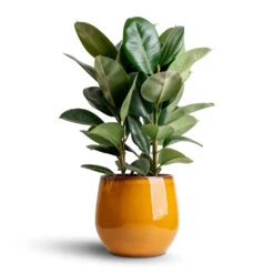Ficus Elastica Robusta - Rubber Plant -HousePlants Shop Ficus elastica Robusta Rubber Plant 24x90cm Charlotte Plant Pot Spiced Ochre 33x30cm