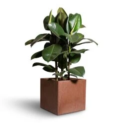Ficus Elastica Robusta - Rubber Plant -HousePlants Shop Ficus elastica Robusta Rubber Plant 24x90cm Maud Artstone Plant Pots Set3 Oak 2