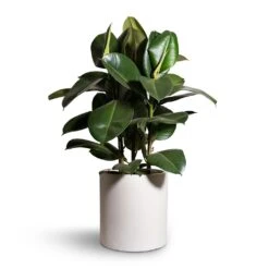 Max Refined Planter - Natural White -HousePlants Shop Ficus elastica Robusta Rubber Plant 24x90cm Max Refined Planter Natural White 29x29.5cm 2 a8c0d06e 6ccd 464a a80f fe6db16c8f8f