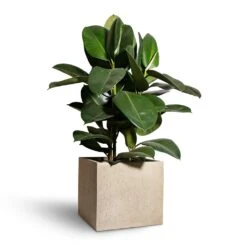 Ficus Elastica Robusta - Rubber Plant -HousePlants Shop Ficus elastica Robusta Rubber Plant 24x90cm Raindrop Cube Planter Stone 30x30x27cm 2
