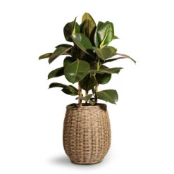 Ficus Elastica Robusta - Rubber Plant -HousePlants Shop Ficus elastica Robusta Rubber Plant 24x90cm Siona Wikr Plant Baskets Set3 Natural