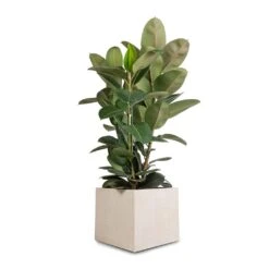 Ficus Elastica Robusta - Rubber Plant -HousePlants Shop Ficus elastica Robusta Rubber Plant 30x110cm Raindrop Cube Planter Stone 40x40x36cm ab9b7ccb c9ae 47b0 a1e2 e8d0b85ee138