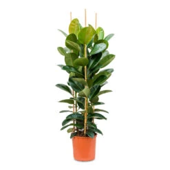 Ficus Elastica Robusta - Rubber Plant -HousePlants Shop Ficus elastica Robusta Rubber Plant 35x160cm