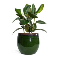Charlotte Plant Pot - Green -HousePlants Shop Ficus elastica Robusta Rubber Plant Charlotte Plant Pot Green bc0354ca 43da 4dc4 93bd a9e07f203a5d