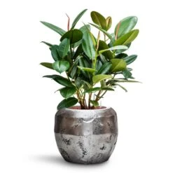 Opus Raw Couple Planter - Silver -HousePlants Shop Ficus elastica Robusta Rubber Plant HydroCare Opus Raw Couple Planter Silver 30652107 5bf6 4b87 b189 82875a81da45