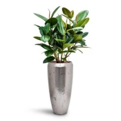 Ficus Elastica Robusta - Rubber Plant - HydroCare -HousePlants Shop Ficus elastica Robusta Rubber Plant HydroCare Opus Raw Partner Planter Silver