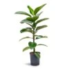 Ficus Elastica Robusta - Rubber Plant - HydroCare -HousePlants Shop Ficus elastica Robusta Rubber Plant Hydroculture 18 19x100cm 1stem