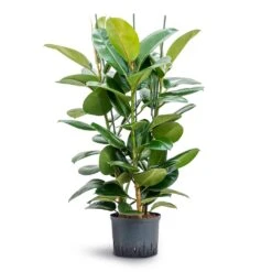 Ficus Elastica Robusta - Rubber Plant - HydroCare -HousePlants Shop Ficus elastica Robusta Rubber Plant Hydroculture 25 19x120cm 3stem