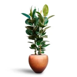 Ficus Elastica Robusta - Rubber Plant - HydroCare -HousePlants Shop Ficus elastica Robusta Rubber Plant HydrocultureMetallic Couple Plant Pot Matt Copper