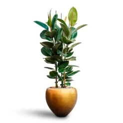 Metallic Couple Plant Pot - Matt Honey -HousePlants Shop Ficus elastica Robusta Rubber Plant HydrocultureMetallic Couple Plant Pot Matt Honey 4d2feb1b 3032 444e a393 bcb03205de39