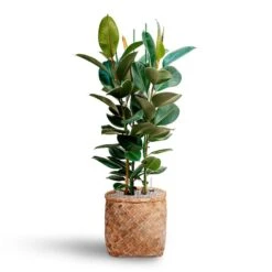 Zayn Bamboo Planter -HousePlants Shop Ficus elastica Robusta Rubber Plant HydrocultureZayn Bamboo Planter cb79fe29 2419 4f46 aac1 ad88354c0747
