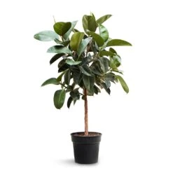 Ficus Elastica Robusta - Rubber Plant - Straight Stem -HousePlants Shop Ficus elastica Robusta Rubber Plant Straight Stem