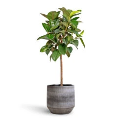 Ficus Elastica Robusta - Rubber Plant - Straight Stem