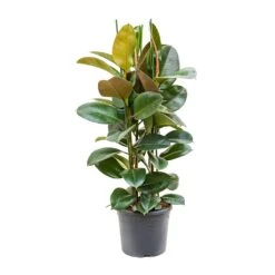 Ficus Elastica Robusta - Rubber Plant -HousePlants Shop Ficus elastica Robusta Rubber Plant XLarge