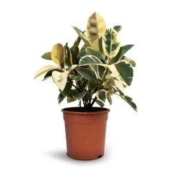 Ficus Elastica Tineke - Variegated Rubber Plant -HousePlants Shop Ficus elastica Tineke Rubber Plant 24x60cm