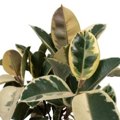 Ficus Elastica Tineke - Variegated Rubber Plant -HousePlants Shop Ficus elastica Tineke Rubber Plant 24x60cm Close Up