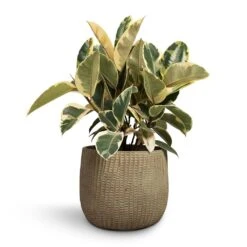 Ficus Elastica Tineke - Variegated Rubber Plant -HousePlants Shop Ficus elastica Tineke Rubber Plant 24x60cm Feico Plant Pot Mint Grey 30x26cm