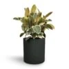 Ficus Elastica Tineke - Variegated Rubber Plant -HousePlants Shop Ficus elastica Tineke Rubber Plant 24x60cm Max Refined Planter Pine Green 29x29.5cm