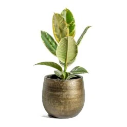Ryan Plant Pot - Shiny Gold -HousePlants Shop Ficus elastica Tineke Rubber Plant Ryan Plant Pot Shiny Gold