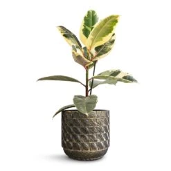 Ficus Elastica Tineke - Variegated Rubber Plant -HousePlants Shop Ficus elastica Tineke Variegated Rubber Plant 17x50cm Jim Plant Pot Earth 21x19cm