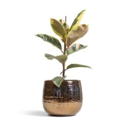 Ficus Elastica Tineke - Variegated Rubber Plant -HousePlants Shop Ficus elastica Tineke Variegated Rubber Plant 17x50cm Yvette Plant Pot Gold 24x21cm ac5e63ed 03eb 4525 8035 aeb264479895