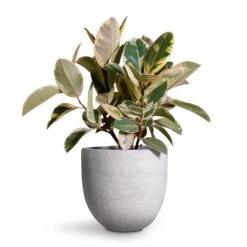 Ficus Elastica Tineke - Variegated Rubber Plant -HousePlants Shop Ficus elastica Tineke Variegated Rubber Plant 24x60cm Cas Plant Pot Cool Grey 29x26cm 2 f48db9a3 6214 482b a4c4 81030d9d21a1