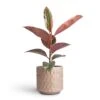 Ficus Elastica Belize - Pink Rubber Plant -HousePlants Shop Ficus elasticea Belize Pink Rubber Plant 12x40cm Stian Plant Pot Soft Nougat 16x15cm