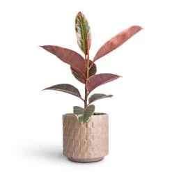 HousePlants Shop 23 Ficus Elastica Belize - Pink Rubber Plant