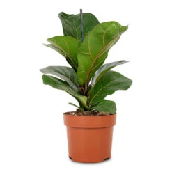 Ficus Lyrata Bambino - Dwarf Fiddle Leaf Fig -HousePlants Shop Ficus lyrata Bambino Dwarf Fiddle Leaf Fig 12x35cm 1 stem