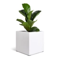 Fleur Essentials Planter - Matt White -HousePlants Shop Ficus lyrata Bambino Dwarf Fiddle Leaf Fig 12x35cm 1 stem Fleur Planter Matt White 20x20x20cm