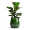Ficus Lyrata Bambino - Dwarf Fiddle Leaf Fig -HousePlants Shop Ficus lyrata Bambino Dwarf Fiddle Leaf Fig 12x35cm 1 stem Remi Plant Pot Green 18x19cm