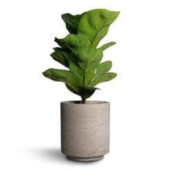 Suzi Plant Pot - Grey Washed -HousePlants Shop Ficus lyrata Bambino Dwarf Fiddle Leaf Fig 12x35cm 1stem Suzi Plant Pot Grey Washed 15x16 1