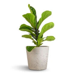 Ficus Lyrata Bambino - Dwarf Fiddle Leaf Fig -HousePlants Shop Ficus lyrata Bambino Dwarf Fiddle Leaf Fig 12x35cm 1 stem Mini Bucket Plant Pot Grey Washed 16x15cm 530a6ba1 5305 46f0 b289 4ad5d94b25a6