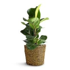 Ficus Lyrata Bambino - Dwarf Fiddle Leaf Fig -HousePlants Shop Ficus lyrata Bambino Dwarf Fiddle Leaf Fig 12x35cm 1 stem Selin Plant Basket Camel 18x16cm 65616d82 fef8 4dfa 9757 9313059e92ca