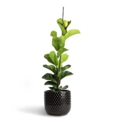 Ficus Lyrata Bambino - Dwarf Fiddle Leaf Fig -HousePlants Shop Ficus lyrata Bambino Dwarf Fiddle Leaf Fig 19x80cm 1 stem Bolino Plant Pot Shiny Black 24x21cm