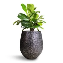Opus Hit Darcy Planter - Silver -HousePlants Shop Ficus lyrata Bambino Dwarf Fiddle Leaf Fig 21x50cm 2stems Opus Hit Darcy Planter Silver 38x42cm 8eff2ae2 dac9 4dcb 9091 c7bf9cd339ef