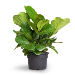 Ficus Lyrata Bambino - Dwarf Fiddle Leaf Fig -HousePlants Shop Ficus lyrata Bambino Dwarf Fiddle Leaf Fig 21x50cm 2stems 1
