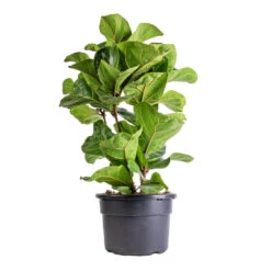 Ficus Lyrata Bambino - Dwarf Fiddle Leaf Fig -HousePlants Shop Ficus lyrata Bambino Dwarf Fiddle Leaf Fig 21x80cm 3 stems