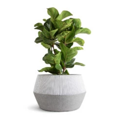 Low Harley Plant Pot - Ridged White Stripe -HousePlants Shop Ficus lyrata Bambino Dwarf Fiddle Leaf Fig 21x80cm 3 stems Low Harley Plant Pot Ridged White Stripe 36x22cm