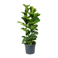 Ficus Lyrata Bambino - Dwarf Fiddle Leaf Fig -HousePlants Shop Ficus lyrata Bambino Dwarf Fiddle Leaf Fig