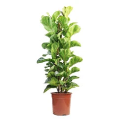 Ficus Lyrata Bambino - Dwarf Fiddle Leaf Fig -HousePlants Shop Ficus lyrata Bambino Dwarf Fiddle Leaf Fig 24x120cm 3 stems