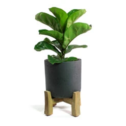 Charlie Plant Pot - Low Stand - Black Washed -HousePlants Shop Ficus lyrata Bambino Dwarf Fiddle Leaf Fig Charlie Plant Pot Low Stand Black Washed