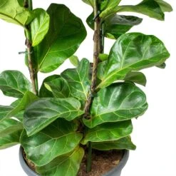 Ficus Lyrata Bambino - Dwarf Fiddle Leaf Fig -HousePlants Shop Ficus lyrata Bambino Dwarf Fiddle Leaf Fig Leaves