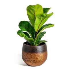 Ficus Lyrata Bambino - Dwarf Fiddle Leaf Fig -HousePlants Shop Ficus lyrata Bambino Dwarf Fiddle Leaf Fig Mya Plant Pot Shiny Mocha 15cm