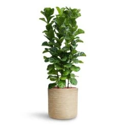 Dune Cylinder Planter - Oat -HousePlants Shop Ficus lyrata Bambino HydroCare Dune Cylinder Planter Oat 7f37b7d6 647d 44dd ae2b 6957ad2bb498