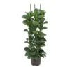 Ficus Lyrata Bambino - HydroCare -HousePlants Shop Ficus lyrata Bambino Hydroculture Indoor Plant 3Stems